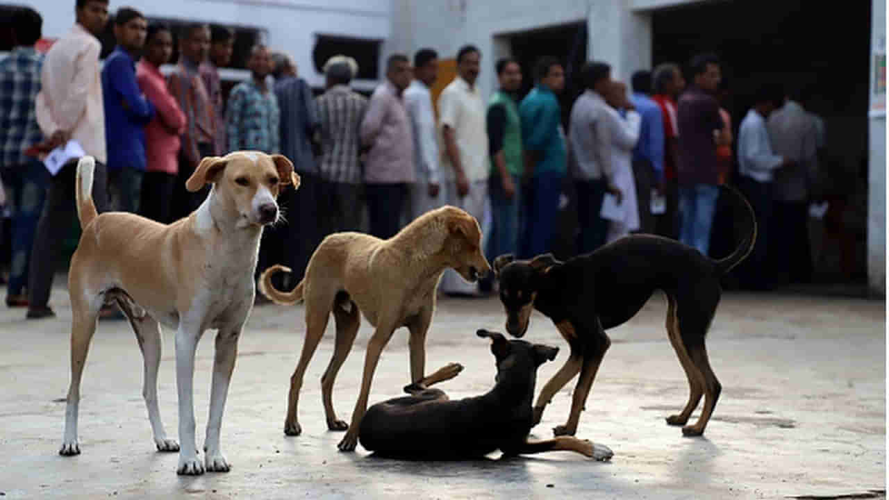 Dog Meat: డాగ్ మీట్ విక్రయాలకు గ్రీన్ సిగ్నల్ ఇచ్చన గౌహతి హైకోర్టు.. తరతరాలుగా కుక్క మాంసంతో చికిత్స