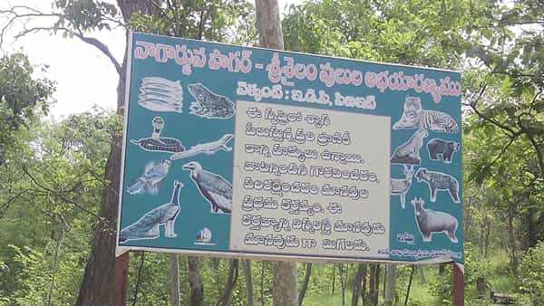 Nalla Malla Forest: రేపటి నుంచి నల్లమల అడవుల్లోకి నో ఎంట్రీ.. ఇష్టకామేశ్వరి ఆలయ దర్శనం సహా పర్యాటక ప్రాంతాల్లో నిషేధం..