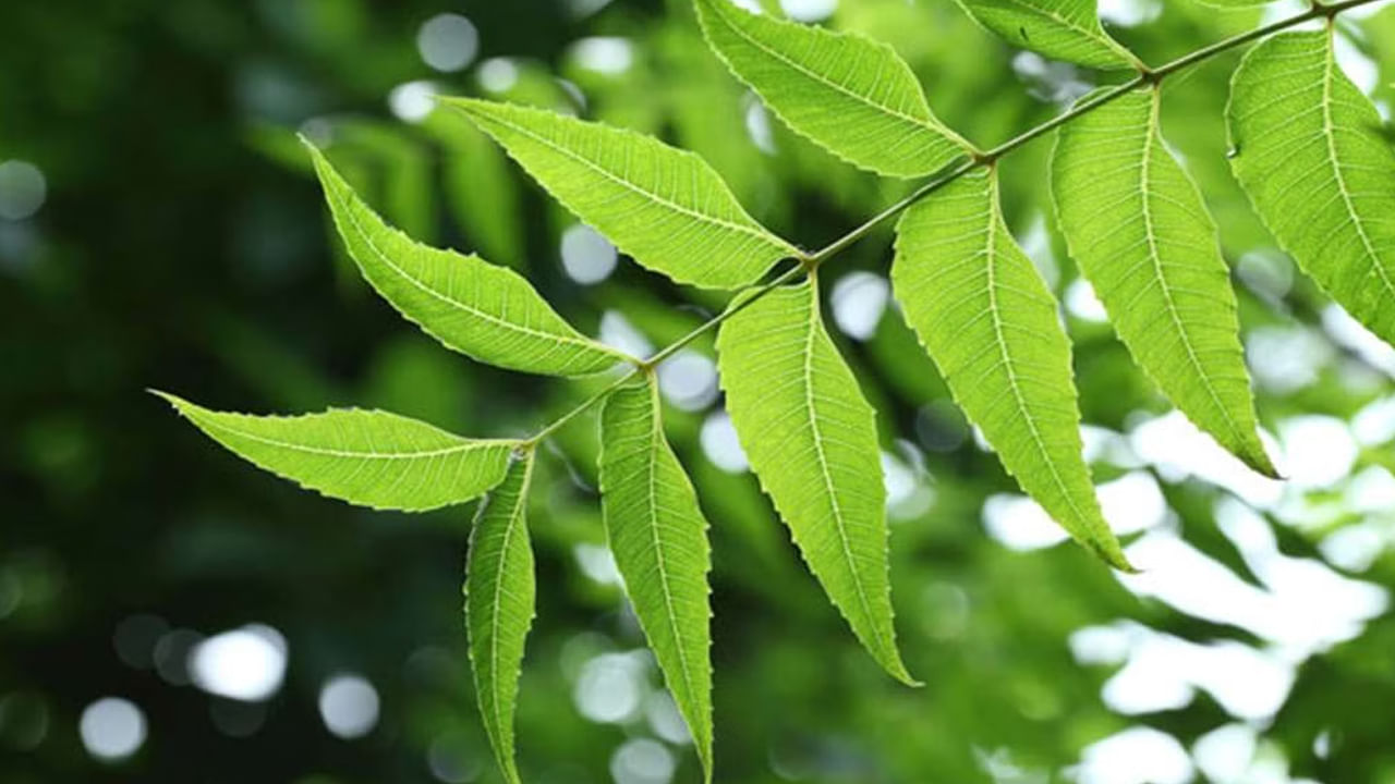 Neem Leaves- రోజూ వేప ఆకులను తినడం వల్ల అధిక జ్వరం, మలేరియా, ఫ్లూ, డెంగ్యూ, వైరస్ వంటి అనేక ఇన్ఫెక్షన్లు నయమవుతాయి. బ్యాక్టీరియా, వైరస్‌లను నిర్మూలించే శక్తి దీనికి ఉంది.