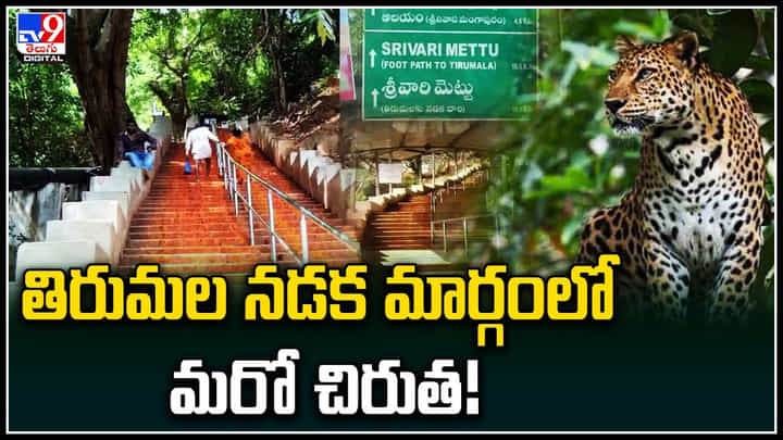 Leopard: తిరుమల నడక మార్గంలో మరో చిరుత.. పట్టుకునే ప్రయత్నంలో అటవీశాఖ. Leopard: తిరుమల నడక మార్గంలో మరో చిరుత.. పట్టుకునే ప్రయత్నంలో అటవీశాఖ.
