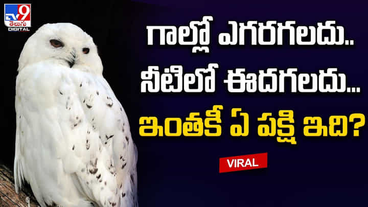 ఎగరడమే కాదు.. నాకు ఈత కూడా వచ్చంటున్న గుడ్లగూబ ఎగరడమే కాదు.. నాకు ఈత కూడా వచ్చంటున్న గుడ్లగూబ