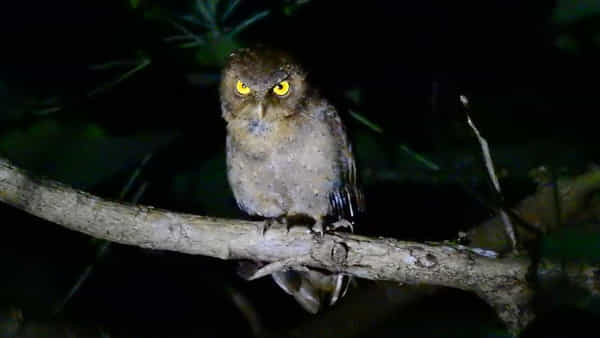 Owl Weeping: గుడ్లగూబ 3 రోజులు ఏడిస్తే అనర్ధం జరుగుతుందనే.. నమ్మకం వెనుక నిజం ఏమిటంటే..