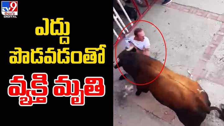 ఎద్దు పొడవడంతో వ్యక్తి మృతి.. ఎద్దు పొడవడంతో వ్యక్తి మృతి..
