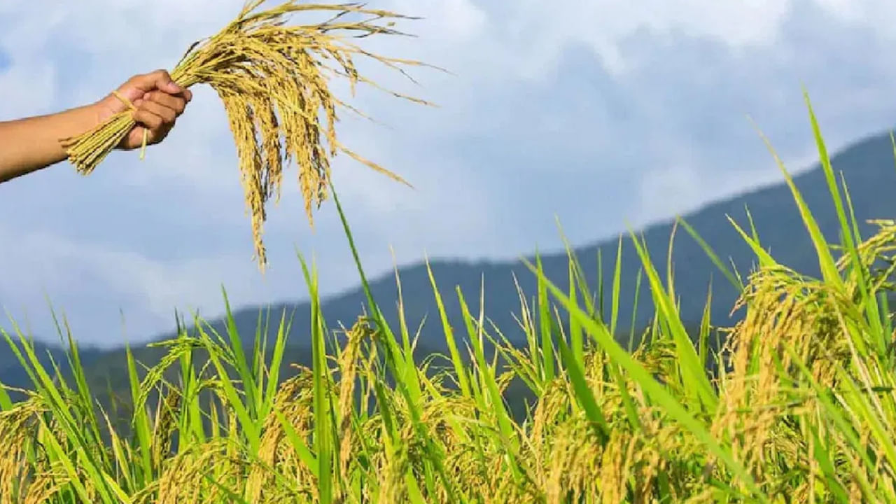 Paddy Farming: రైతన్నకు ఊరట..! ఇక బంజరు భూమిలోనూ బంగారం లాంటి దిగుబడి..