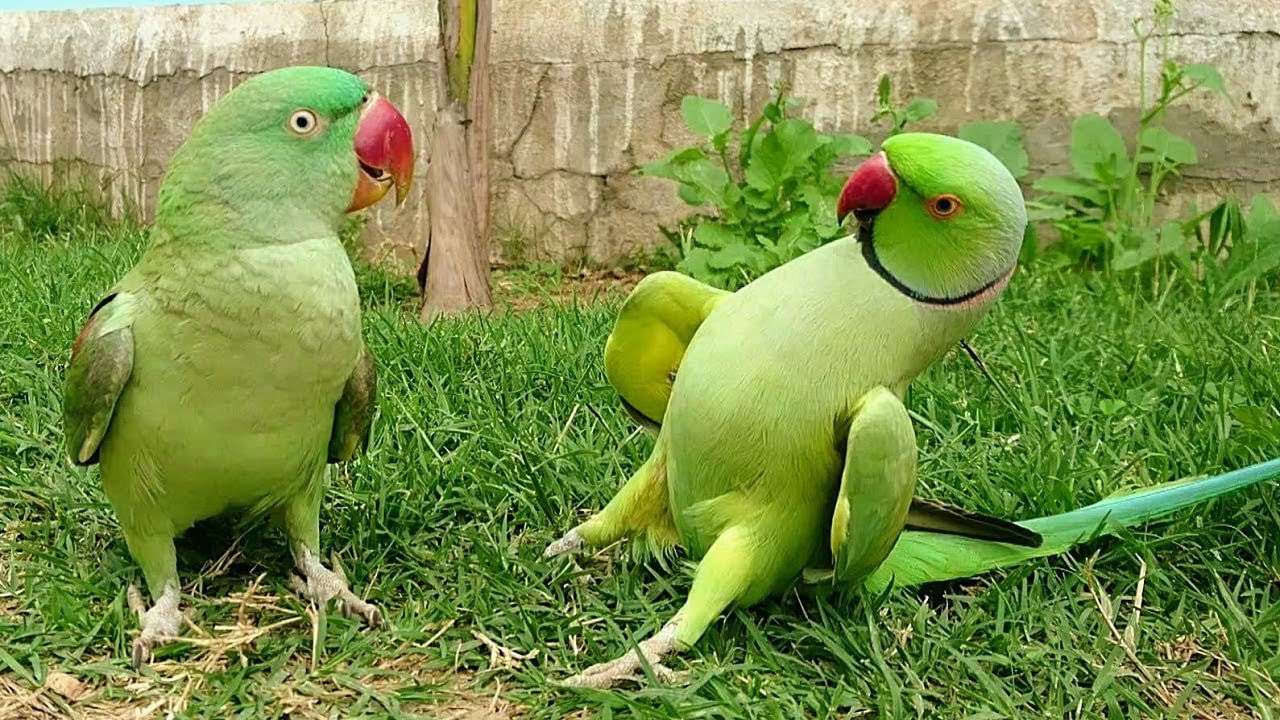 It is no exaggeration to say that there are those who do not like Rama Chiluka.  There are many species of these Rama parrots which are mostly found in rural areas.  Many people grow these in their homes as well.