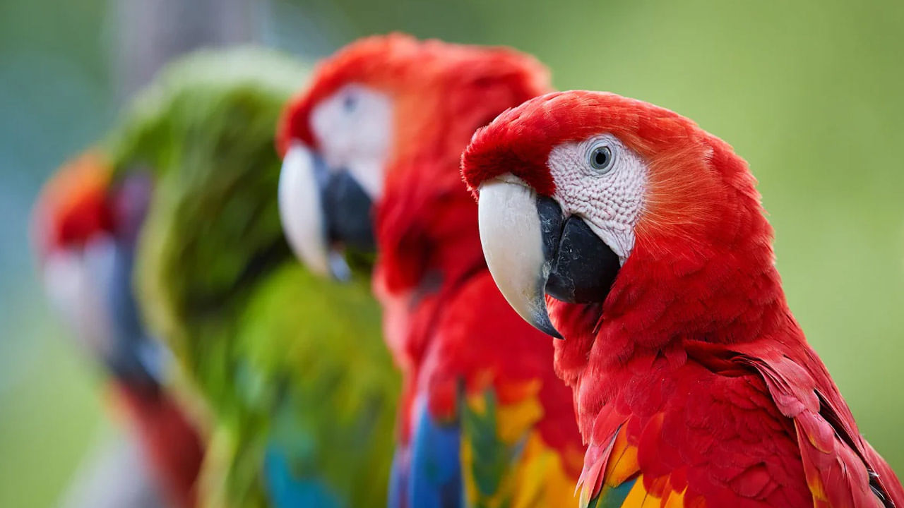 According to religious texts and beliefs.. it is said that raising a parrot at home is mostly auspicious.