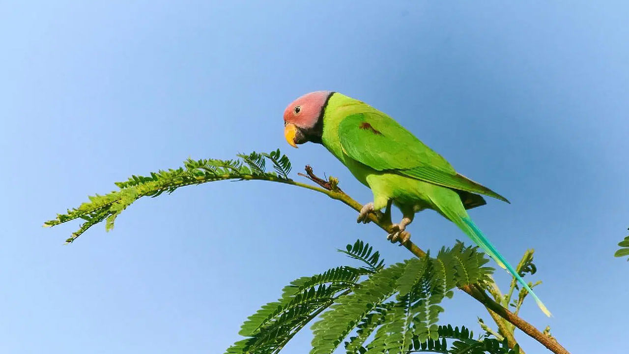 Experts say that keeping parrots at home can reduce the risk of premature death. 