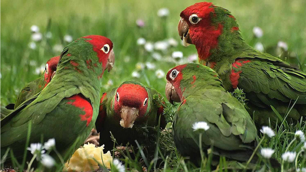 Keeping parrots in the house is believed to improve children's memory along with education. 