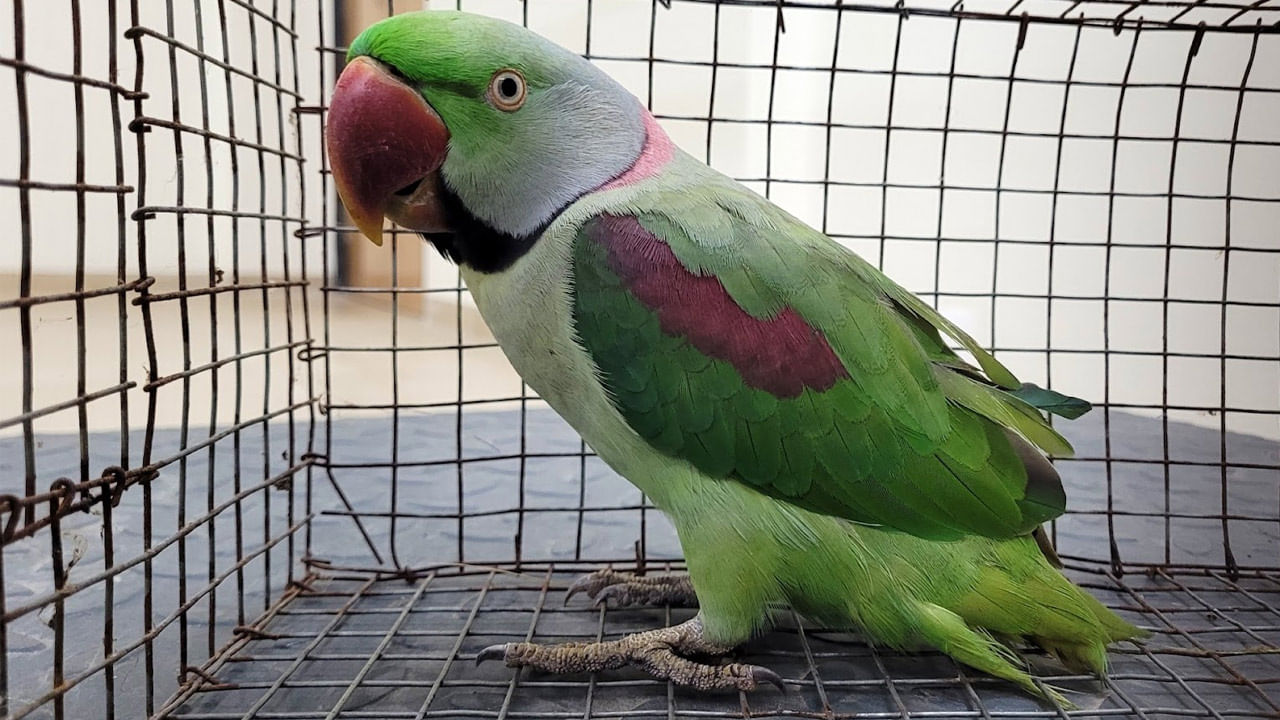 However, it is not appropriate to cage parrots.  It is said that the only benefit is to allow them to roam freely.
