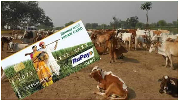 Pashu Kisan Credit Card: పశు కిసాన్ క్రెడిట్ కార్డ్ని పొందాలా? ఇలా దరఖాస్తు చేసుకోండి!