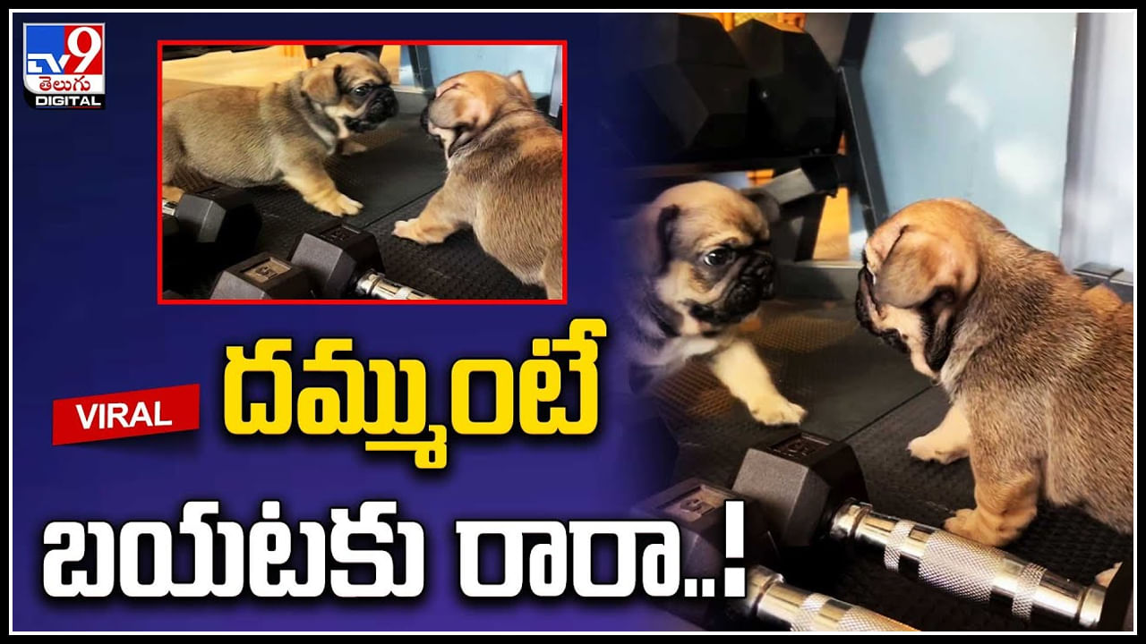 Puppy Viral: దమ్ముంటే బయటకు రారా..! అద్దంలోని ప్రతిబింబంతో కుక్క పిల్ల గొడవ..