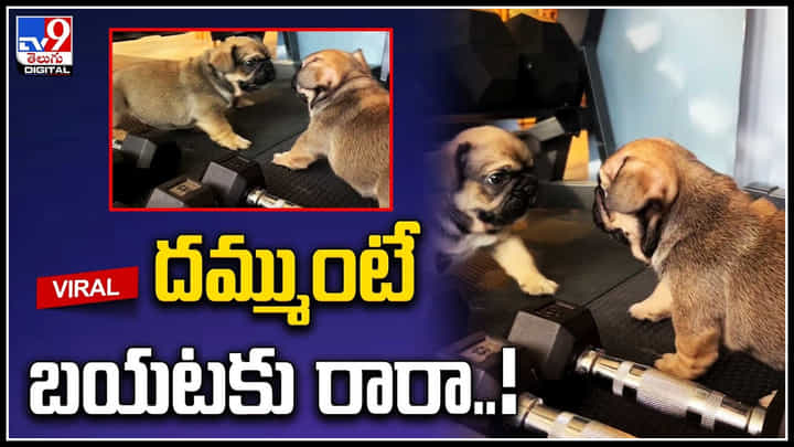 Puppy Viral: దమ్ముంటే బయటకు రారా..! అద్దంలోని ప్రతిబింబంతో కుక్క పిల్ల గొడవ.. Puppy Viral: దమ్ముంటే బయటకు రారా..! అద్దంలోని ప్రతిబింబంతో కుక్క పిల్ల గొడవ..