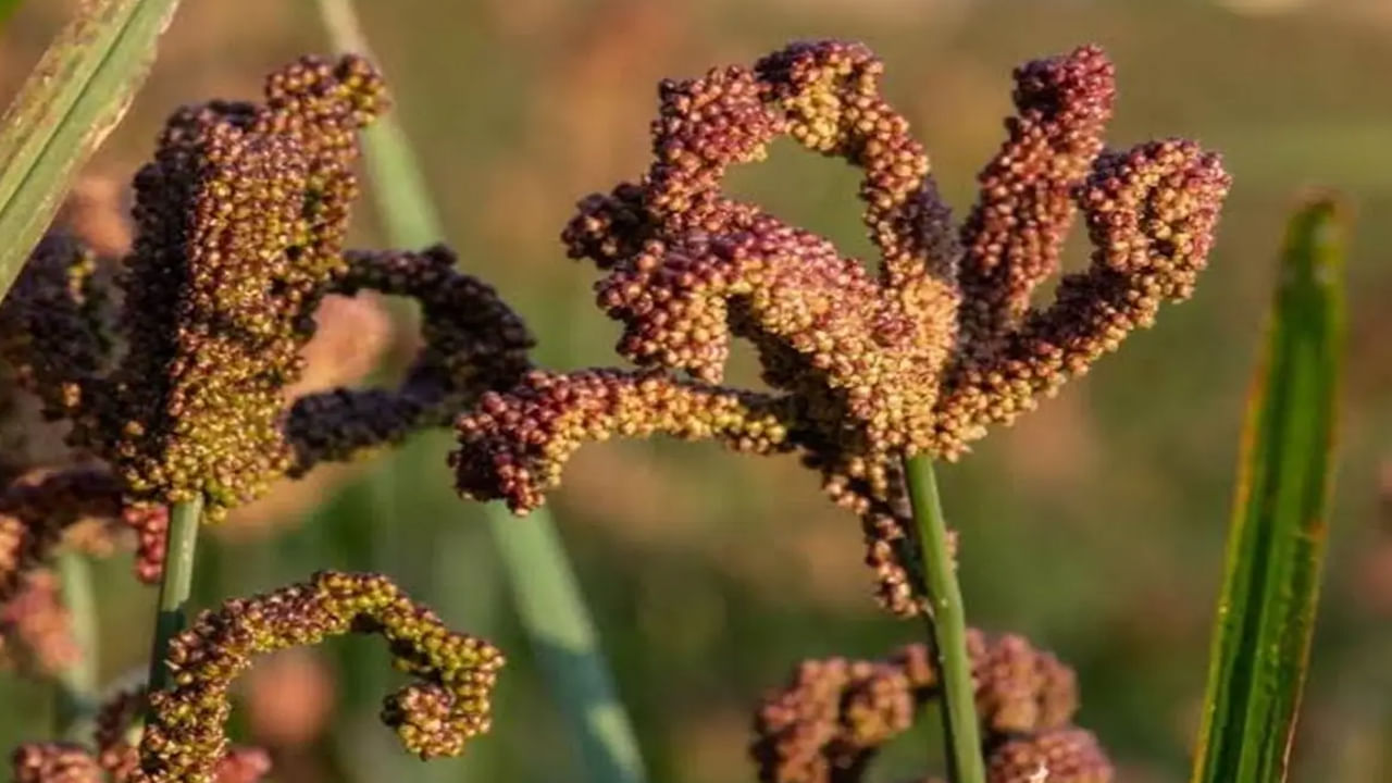 Health Tips : Bindas with ragu for health.. also for beauty!.. If you know these things, you will definitely eat it..