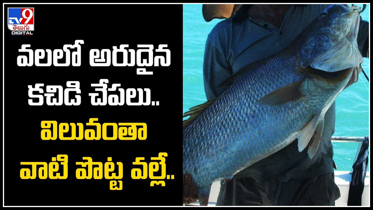 Rare Kachidi Fish: వలలో అరుదైన కచిడి చేపలు.. విలువంతా వాటి పొట్ట వల్లే..! సముద్ర గోల్డ్ ఫిష్ గా పేరు..