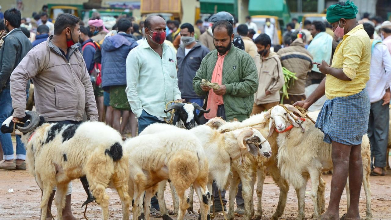 Bakrid 2023: బోనాలు, బక్రీద్‌ పండగల వేళ నగరంలో గొర్రెలకు పెరిగిన డిమాండ్‌.. ధరలు ఎలా ఉన్నాయంటే?