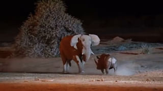 Viral Video: చావు తప్పి కన్ను లొట్ట పడటమంటే ఇదే.. రెప్పపాటులో యమలోకానికి.!