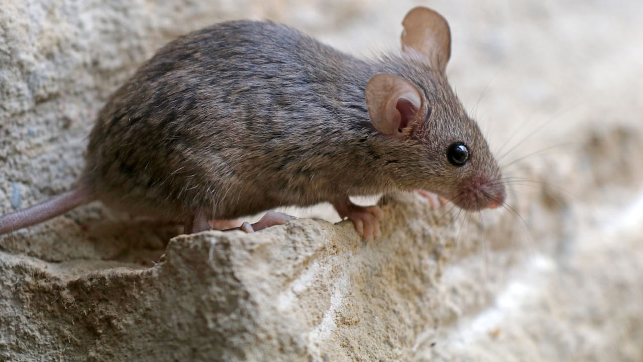 Rats Control Tips: మీ ఇంట్లో ఎలుకలున్నాయా.. వాటిని మరోసారి రాకుండా ఇలా తరిమేయండి..