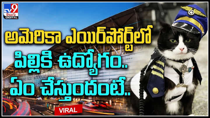 Cat in Airport: అమెరికా శాన్ ఫ్రాన్సిస్కో ఎయిర్పోర్ట్లో పిల్లికి ఉద్యోగం.. ఏం చేస్తుందంటే..! Cat in Airport: అమెరికా శాన్ ఫ్రాన్సిస్కో ఎయిర్పోర్ట్లో పిల్లికి ఉద్యోగం.. ఏం చేస్తుందంటే..!