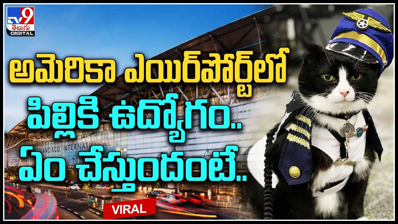 Cat in Airport: అమెరికా శాన్ ఫ్రాన్సిస్కో ఎయిర్‌పోర్ట్‌లో పిల్లికి ఉద్యోగం.. ఏం చేస్తుందంటే..!