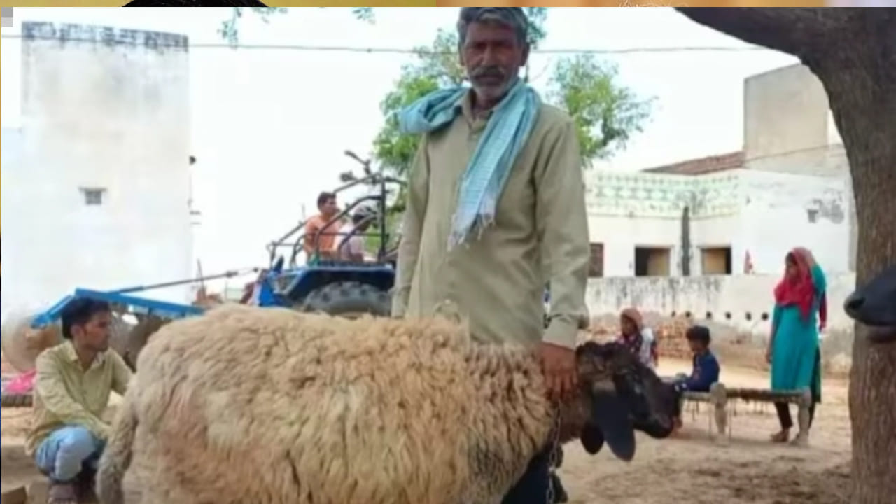 గొర్రె పిల్ల ధర కోటీ రూపాయలు.. అయినా విక్రయించనంటున్న యజమాని.. ఎందుకో తెలిస్తే ఆశ్చర్యపోవాల్సిందే