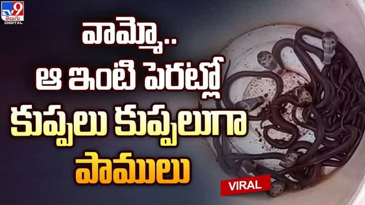 ఆ ఇంటి పెరట్లో తవ్వేకొద్దీ బయటకొస్తున్న పాములు ఆ ఇంటి పెరట్లో తవ్వేకొద్దీ బయటకొస్తున్న పాములు