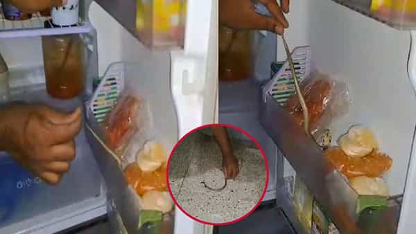 Viral Photo: వాటర్ కోసం ఫ్రిడ్జ్ డోర్ తీసిన వ్యక్తికి షాక్.. డోర్లో నాగుపాము పిల్ల..