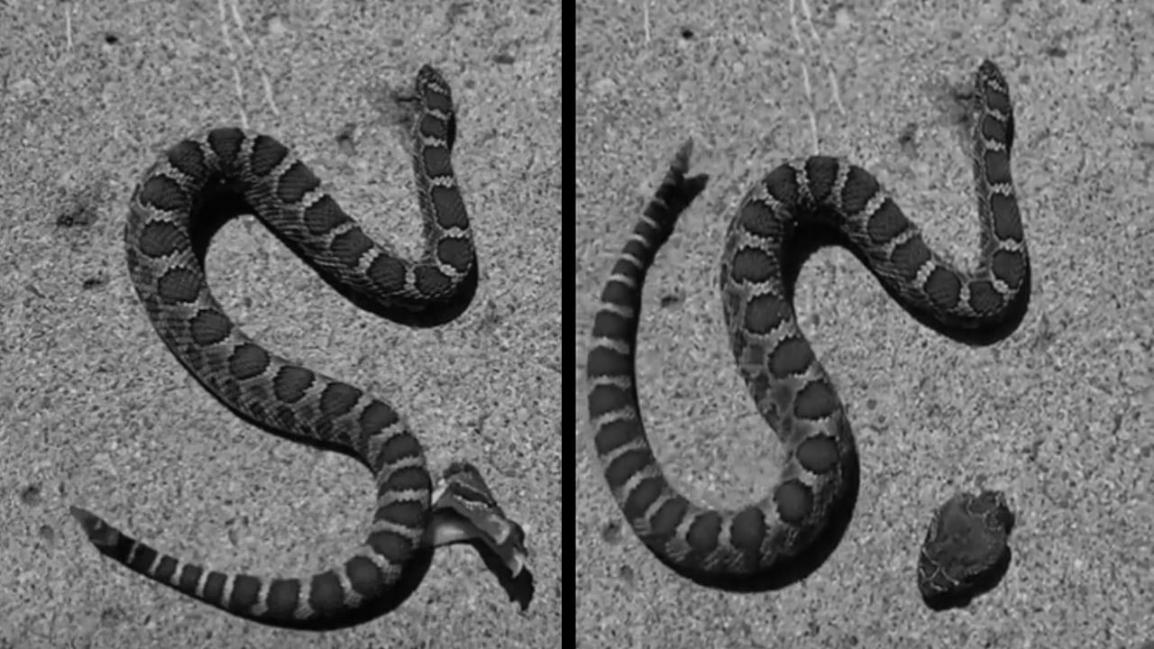 Snake Video Viral: తన శరీరాన్ని తానే కొరికేసుకున్న పాము.. షాకింగ్ వీడియో వైరల్