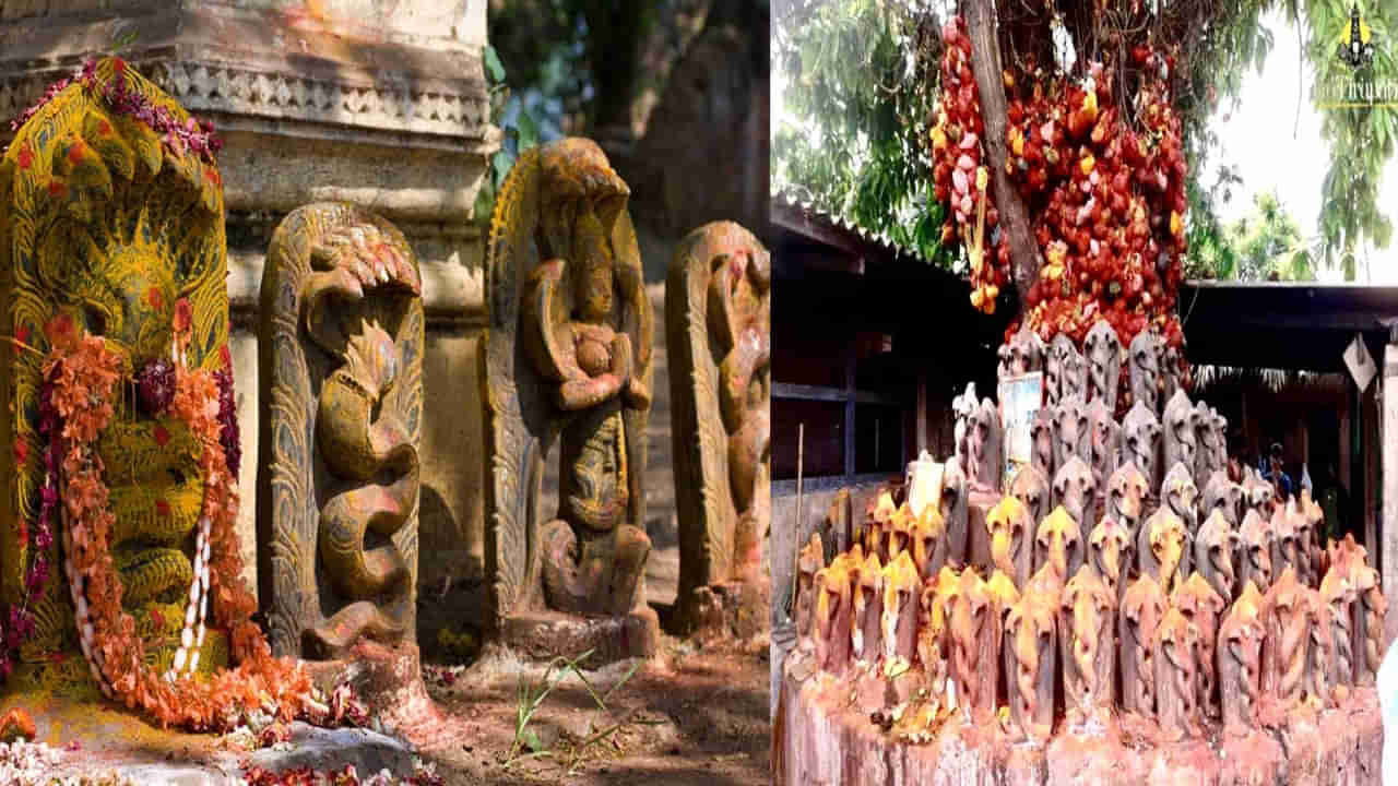 Snake Temples: ఈ క్షేత్రంలో అనీ సర్పాలే.. కాల సర్ప దోష నివారణకు చేయాల్సిన పూజ, మంత్రం మీ కోసం