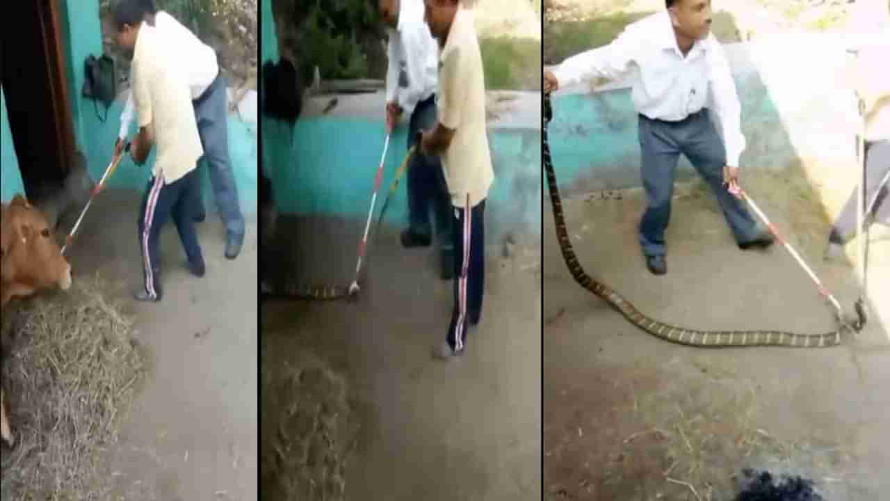 King Cobra: ఇంట్లో నుంచి బయటకు రావడానికి మొండికేసిన 16 అడుగుల కింగ్ కోబ్రా.. అటవీ సిబ్బంది అష్టకష్టాలు.. వీడియో వైరల్..
