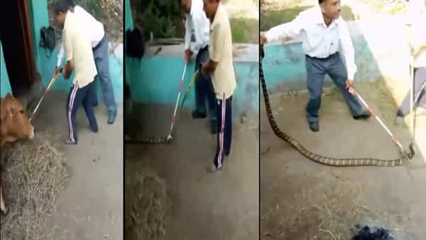King Cobra: ఇంట్లో నుంచి బయటకు రావడానికి మొండికేసిన 16 అడుగుల కింగ్ కోబ్రా.. అటవీ సిబ్బంది అష్టకష్టాలు.. వీడియో వైరల్..