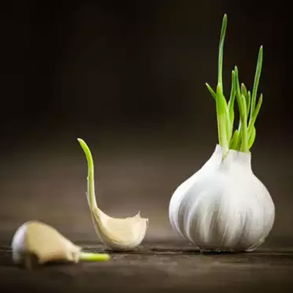 చాలామంది ఖాళీ కడుపుతో వెల్లుల్లిని తీసుకుంటారు. అయితే మొలకెత్తిన వెల్లుల్లిని రోజూ తీసుకోవడం వల్ల చాలా ప్రయోజనాలు పొందుతారని మీకు తెలుసా. మొలకెత్తిన వెల్లుల్లిని ఆహారంలో చేర్చుకోవడం వల్ల మీ ఆరోగ్యానికి ఎలాంటి ప్రయోజనాలు కలుగుతాయో ఇప్పుడు తెలుసుకుందాం.