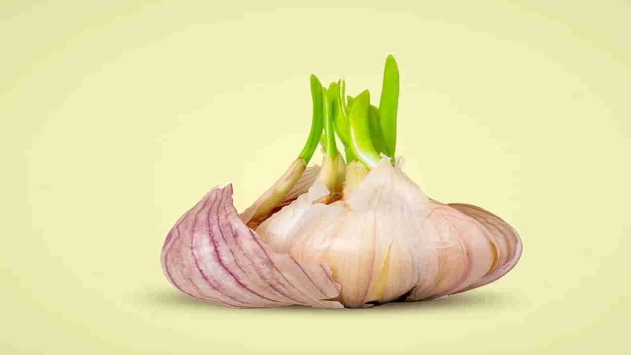 Sprouted Garlic : మొలకెత్తిన వెల్లుల్లితో ఎన్ని ప్రయోజనాలో తెలుసా..? వయసు తగ్గిపోతుంది..!