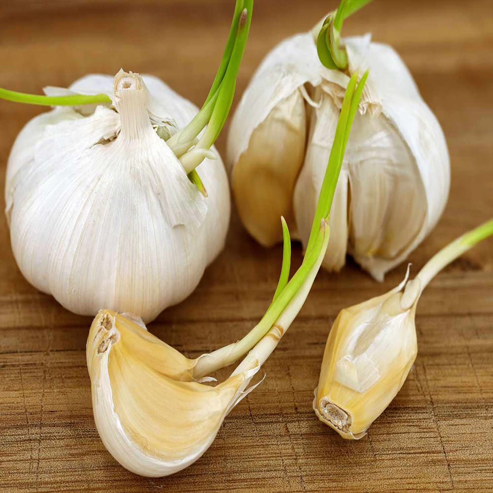 క్యాన్సర్ నివారణలో ఉపయోగపడుతుంది – నేటి కాలంలో, ప్రపంచవ్యాప్తంగా క్యాన్సర్ వ్యాధి వేగంగా పెరుగుతోంది. అసమతుల్య ఆహారం, సరైన జీవనశైలి కారణంగా లక్షలాది మంది ప్రజలు క్యాన్సర్ వంటి తీవ్రమైన వ్యాధుల బారిన పడుతున్నారు. మొలకెత్తిన వెల్లుల్లిని తీసుకోవడం క్యాన్సర్ నివారణలో చాలా ప్రయోజనకరంగా పరిగణిస్తారు. దీన్ని రోజూ తీసుకోవడం వల్ల క్యాన్సర్ రిస్క్ తగ్గుతుంది.