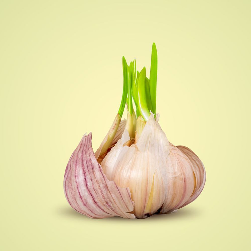 గుండె జబ్బులను నివారిస్తుంది- మొలకెత్తిన వెల్లుల్లిని రోజూ తీసుకోవడం వల్ల తీవ్రమైన గుండె జబ్బులు వచ్చే ప్రమాదం తగ్గుతుంది. మొలకెత్తిన వెల్లుల్లిలో ఉండే ఎంజైమ్లు ఆరోగ్యకరమైన గుండెను ప్రోత్సహించడానికి పని చేస్తాయి. దీన్ని తీసుకోవడం వల్ల హార్ట్ బ్లాక్ సమస్య రాకుండా కాపాడుతుంది.