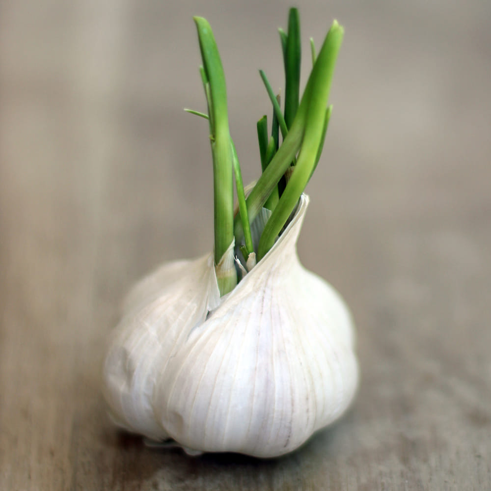 రోగనిరోధక శక్తిని పెంపొందించడంలో ఉపయోగపడుతుంది- మొలకెత్తిన వెల్లుల్లిని తీసుకోవడం వల్ల శరీరంలో రోగనిరోధక శక్తి పెరుగుతుంది. వెల్లుల్లిలో ఉండే యాంటీ ఆక్సిడెంట్లు మీ శరీరంలో రోగనిరోధక శక్తిని పెంచేందుకు పని చేస్తాయి. అలాగే ఇన్ఫెక్షన్, వాసల్ అటాక్ ప్రమాదం కూడా తగ్గుతుంది.