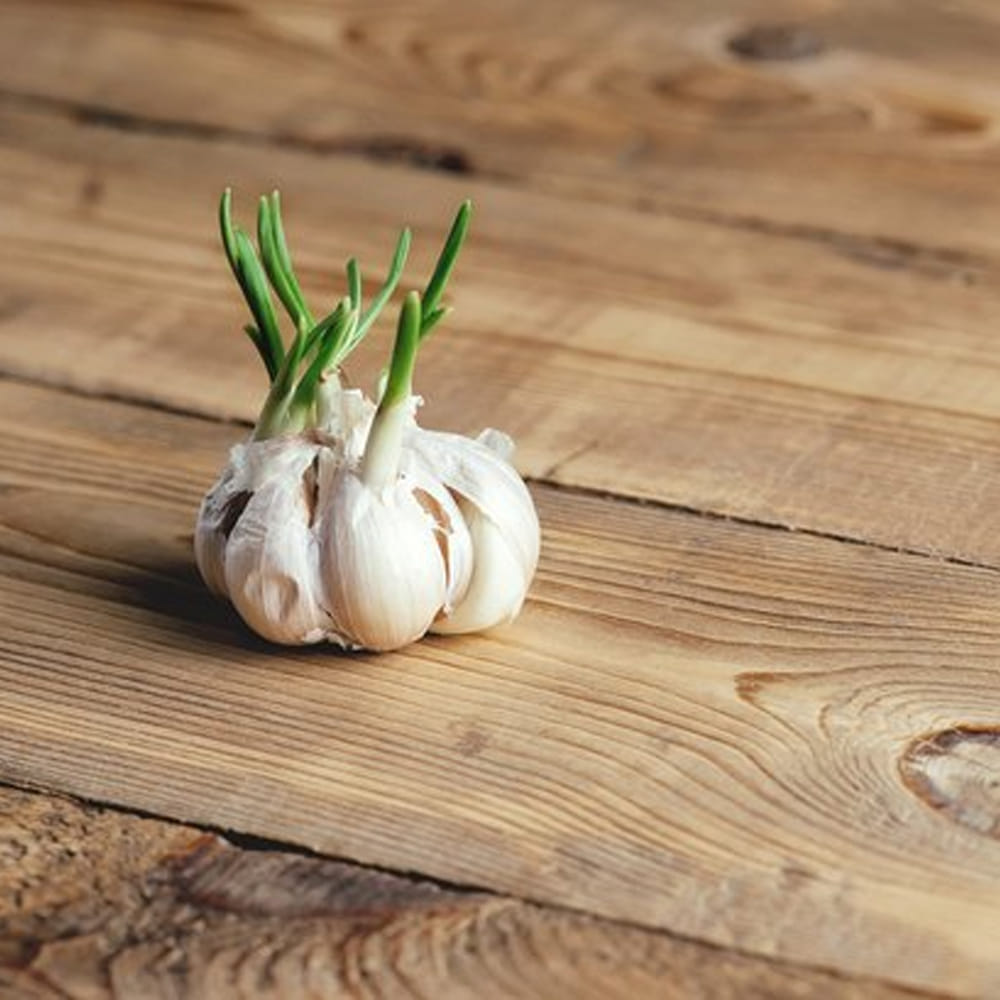 స్ట్రోక్ ప్రమాదాన్ని తగ్గించడంలో – వెల్లుల్లిలో రక్తం గడ్డకట్టకుండా నిరోధించే ఎంజైమ్లు పుష్కలంగా ఉంటాయి. ఇది మొలకెత్తిన వెల్లుల్లిలో అధిక పరిమాణంలో ఉంటుంది. ఇది స్క్రోటమ్, రక్తం గడ్డకట్టడాన్ని నిరోధిస్తుంది.