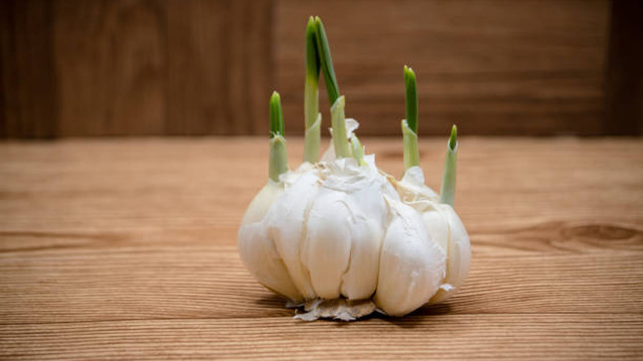 Sprouted Garlic Benefits మొలకెత్తిన వెల్లుల్లిని లైట్ తీసుకుంటున్నారా