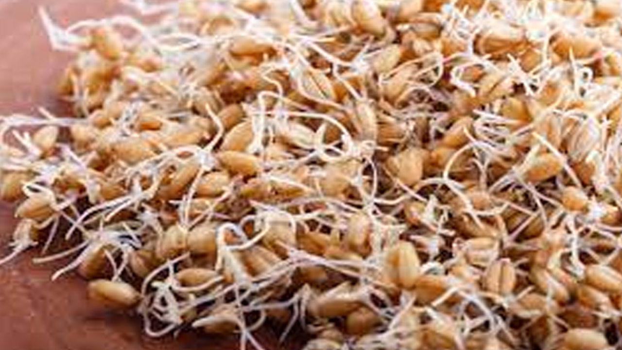 Sprouted Wheat Benefits: మొలకెత్తిన గోధుమలు తింటే ఈ 3 అద్భుతమైన ఆరోగ్య ప్రయోజనాలు..