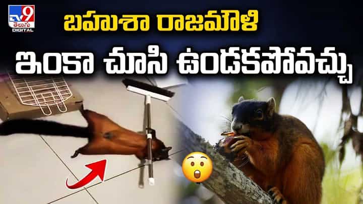 ఉడుతా ఇదీ.. దీని వేషాలు మామూలుగా లేవుగా.. ఉడుతా ఇదీ.. దీని వేషాలు మామూలుగా లేవుగా..