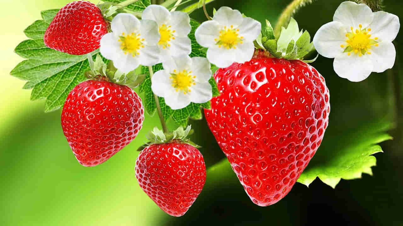 Strawberry benefits: ఈ ఎర్రటి పండుతో ఎన్ని లాభాలో తెలుసా..? నిత్య యవ్వనంగా ఉంచుతుంది..