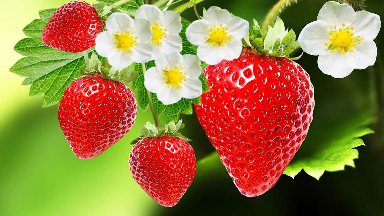 Strawberry benefits: ఈ ఎర్రటి పండుతో ఎన్ని లాభాలో తెలుసా..? నిత్య యవ్వనంగా ఉంచుతుంది..