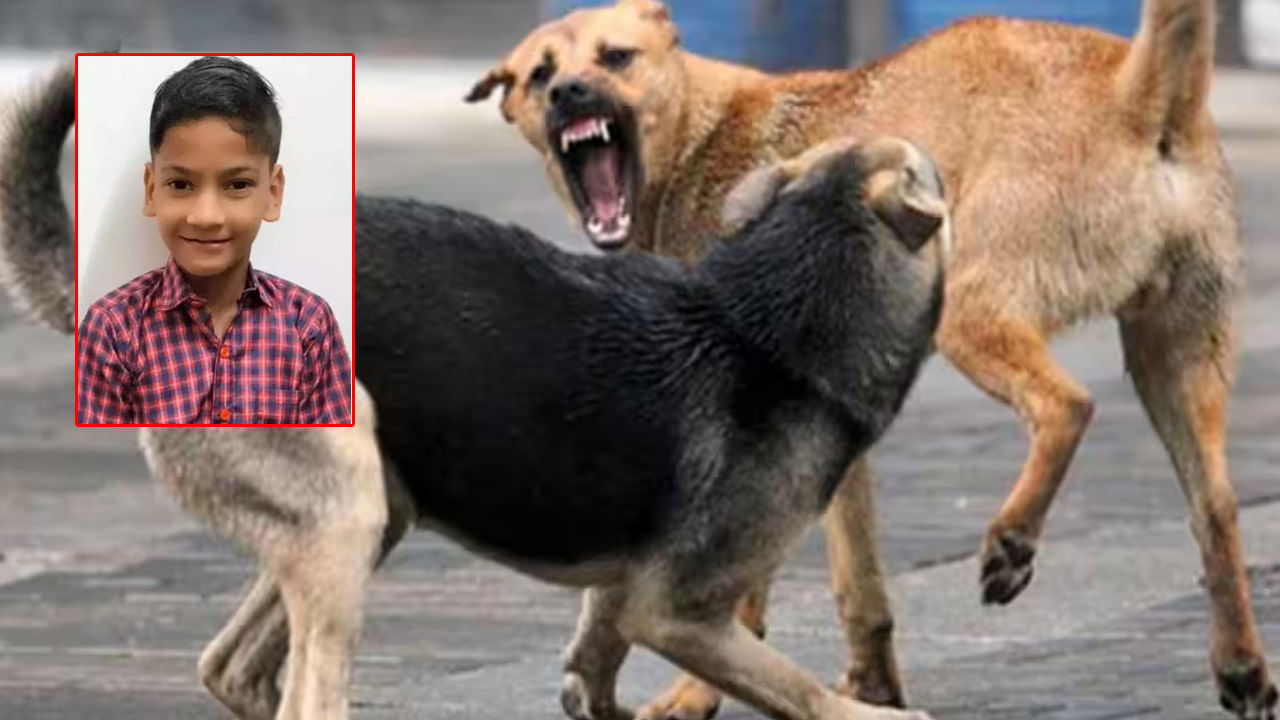 Stray Dogs: దారుణ ఘటన.. వీధి కుక్కల దాడిలో 11 ఏళ్ల మూగ బాలుడు మృతి