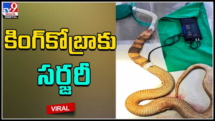 Viral Video: నాగుపాముకి సర్జరీ చేసిన వైద్యులు.. ఎందుకో తెలుసా..? Viral Video: నాగుపాముకి సర్జరీ చేసిన వైద్యులు.. ఎందుకో తెలుసా..?