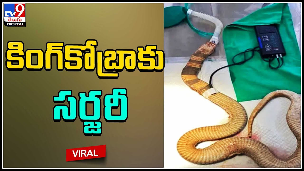 Viral Video: నాగుపాముకి సర్జరీ చేసిన వైద్యులు.. ఎందుకో తెలుసా..?