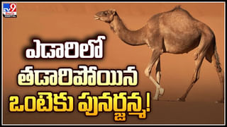 Watch Video: రెండు ఏనుగుల మధ్య భీకర పోరు.. గడ్డి పోచల్లా నేలకూలిన భారీ చెట్లు..