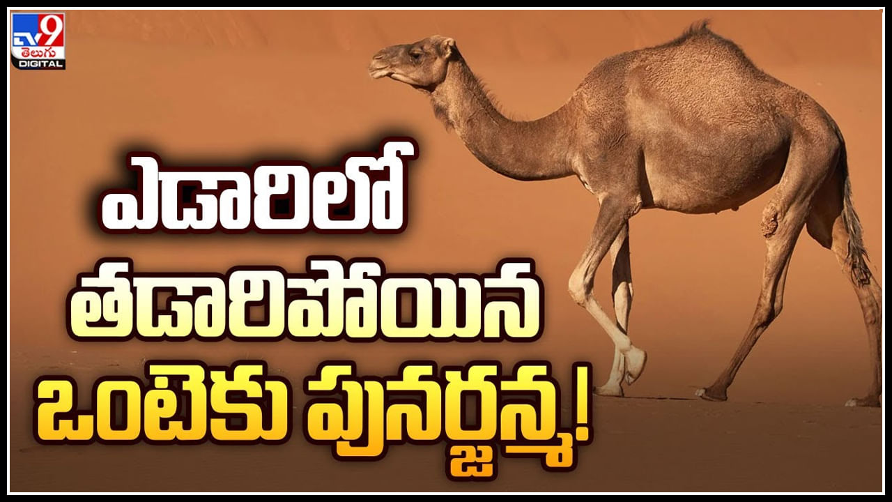 Driver - Camel: ఎడారిలో దాహంతో కుప్పకూలిన ఒంటె..! ఒంటె దాహార్తిని తీర్చిన డ్రైవ‌ర్‌.