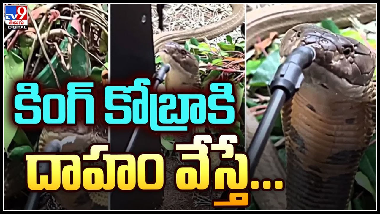 Water to King Cobra: కింగ్‌ కోబ్రాకి దాహం వేస్తే.. శభాష్‌ బాస్‌.. నీ ధైర్యానికి హ్యాట్సాఫ్‌..