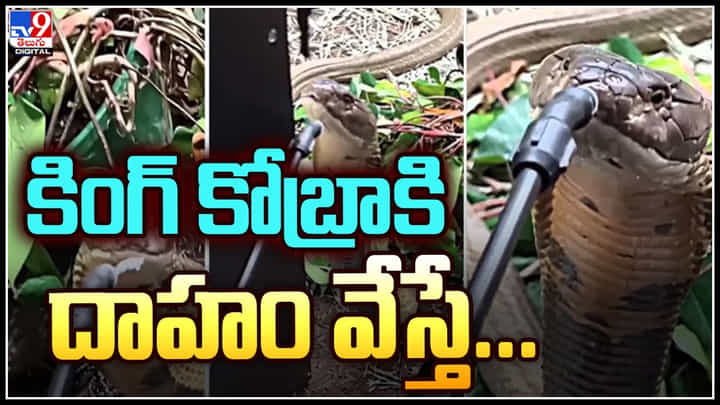 Water to King Cobra: కింగ్ కోబ్రాకి దాహం వేస్తే.. శభాష్ బాస్.. నీ ధైర్యానికి హ్యాట్సాఫ్.. Water to King Cobra: కింగ్ కోబ్రాకి దాహం వేస్తే.. శభాష్ బాస్.. నీ ధైర్యానికి హ్యాట్సాఫ్..