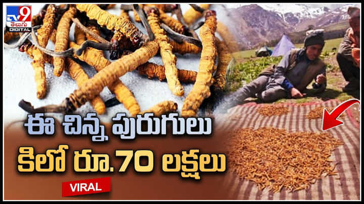 Viral: ఈ చిన్న పురుగులు కిలో రూ.70 లక్షలు.. బంగారం కంటే విలువైన పురుగులు.. Viral: ఈ చిన్న పురుగులు కిలో రూ.70 లక్షలు.. బంగారం కంటే విలువైన పురుగులు..