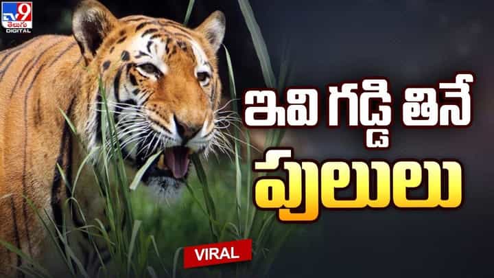 గడ్డి తింటున్న పులులు.. అడవుల్లో కనిపించిన అరుదైన దృశ్యం గడ్డి తింటున్న పులులు.. అడవుల్లో కనిపించిన అరుదైన దృశ్యం